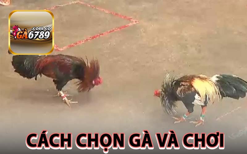 Cách chọn gà và chơi