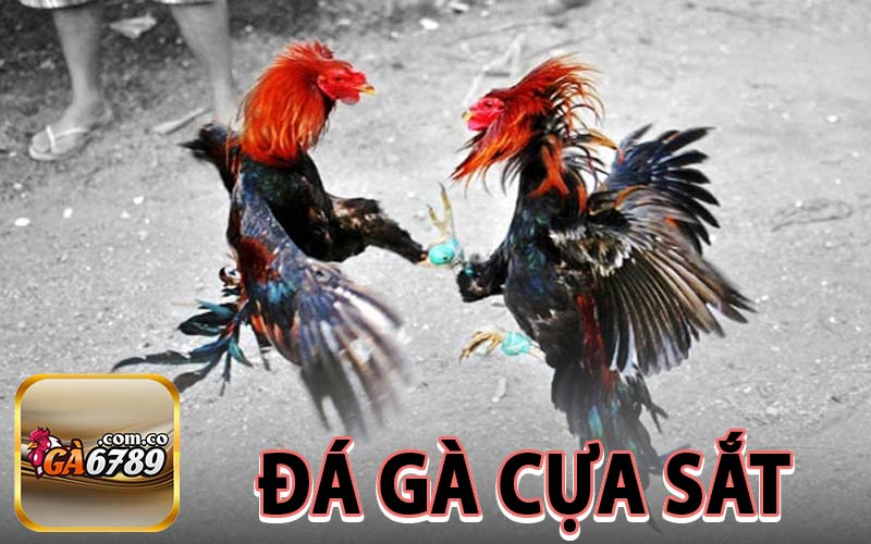 Đá gà cựa sắt